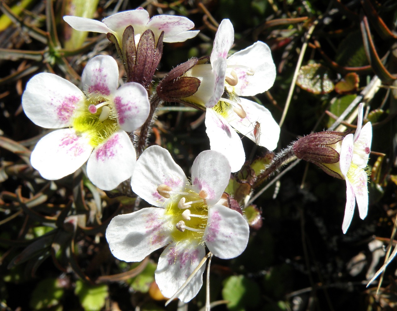 Изображение особи Ourisia vulcanica.