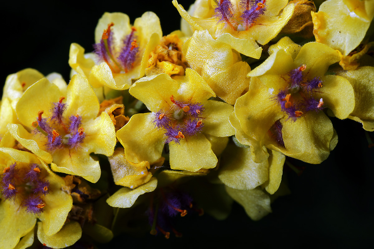 Image of Verbascum nigrum specimen.