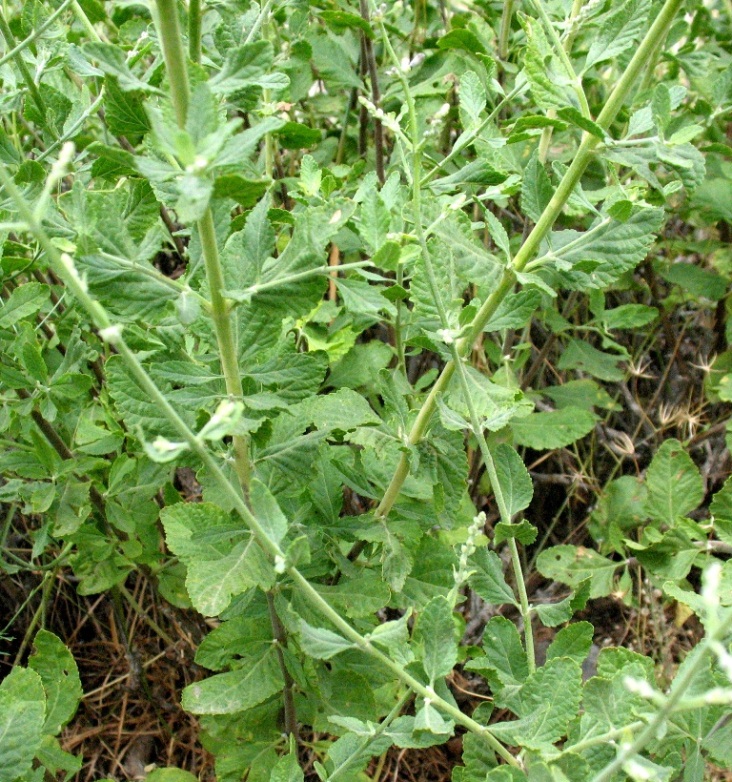 Изображение особи Perovskia scrophulariifolia.
