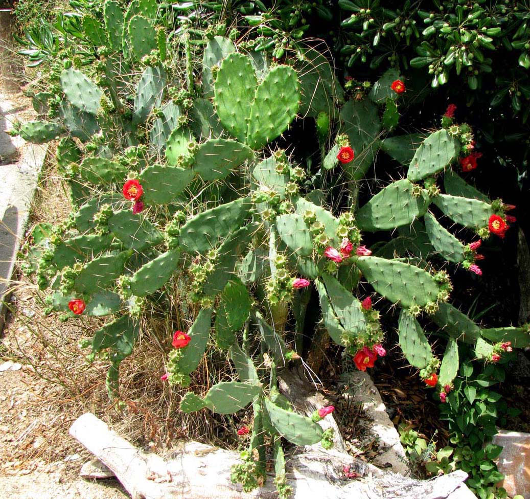 Image of Opuntia bergeriana specimen.