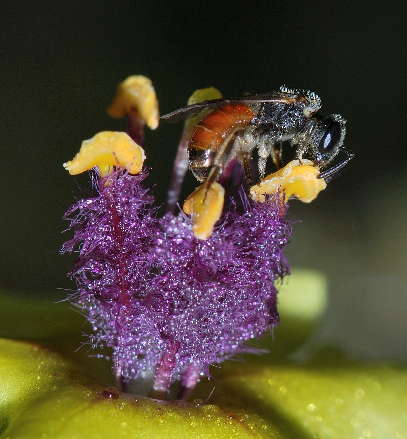 Image of Verbascum tripolitanum specimen.