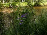 Aconitum ambiguum. Цветущее растение. Республика Бурятия, Прибайкальский р-н, окр. с. Кика, берег р. Кика. 11.08.2011.