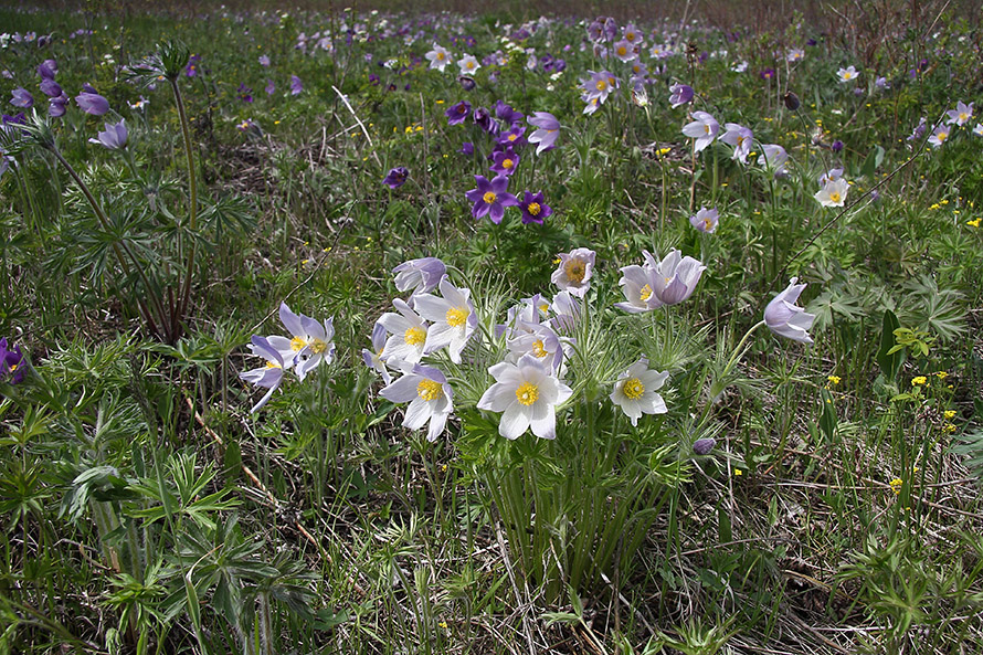 Image of Pulsatilla multifida specimen.