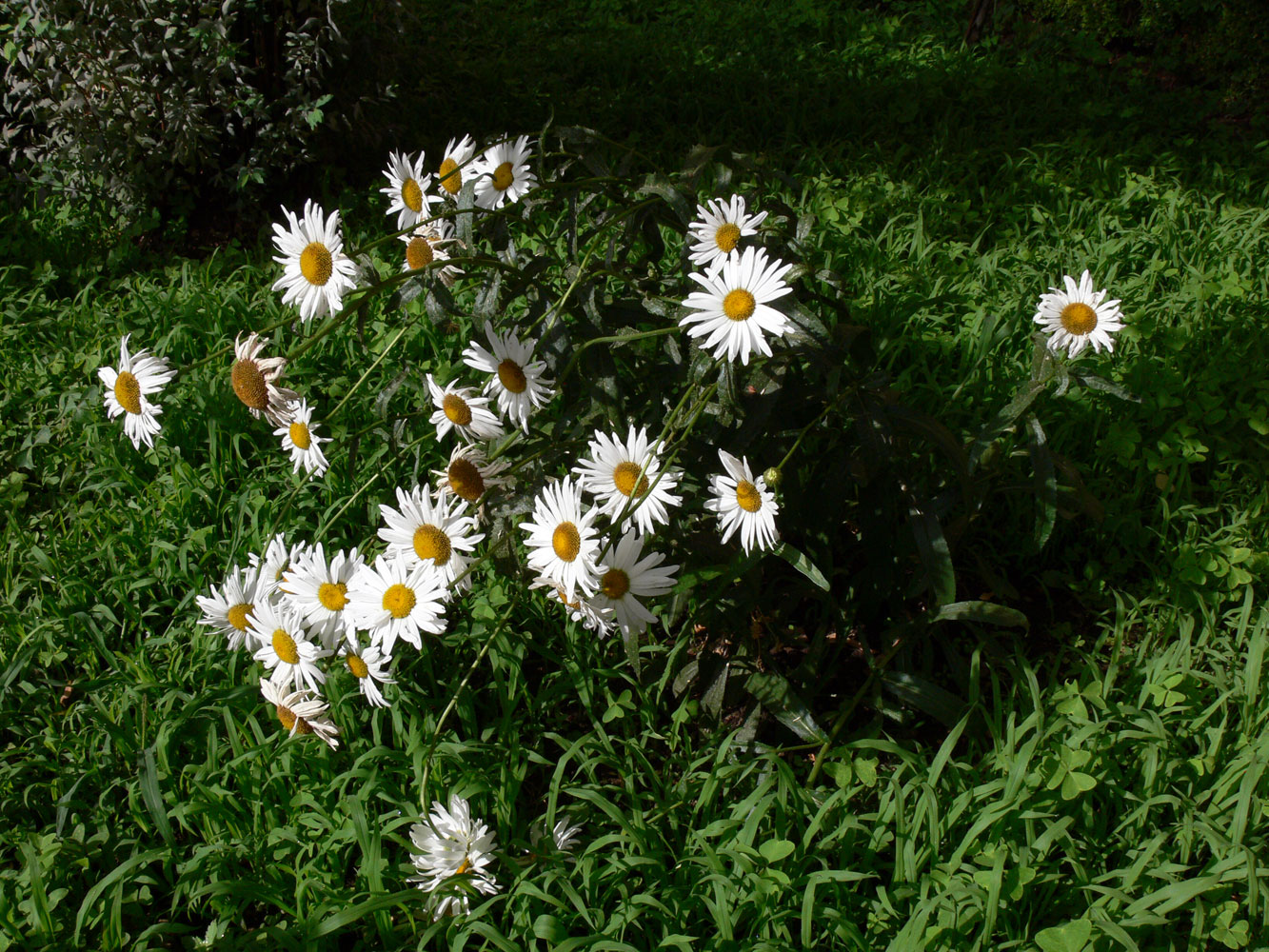 Image of Leucanthemum maximum specimen.