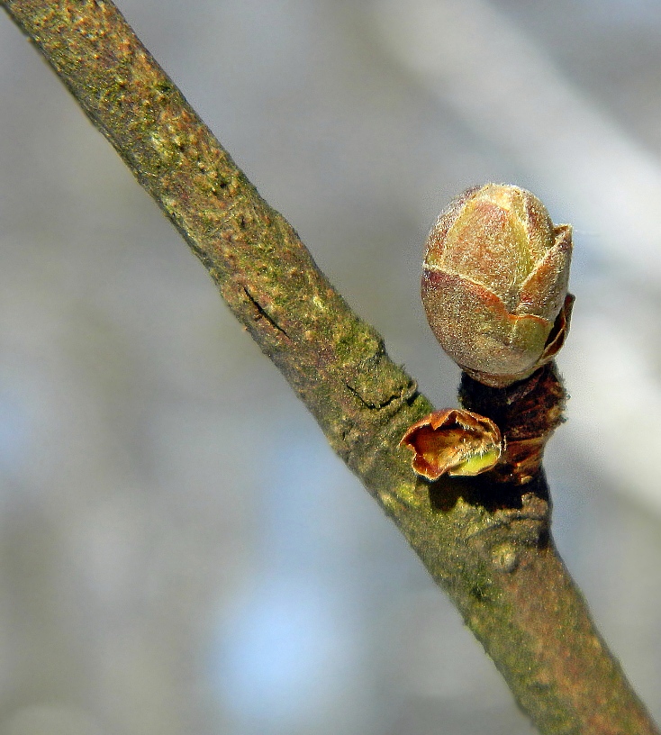 Image of Corylus avellana specimen.