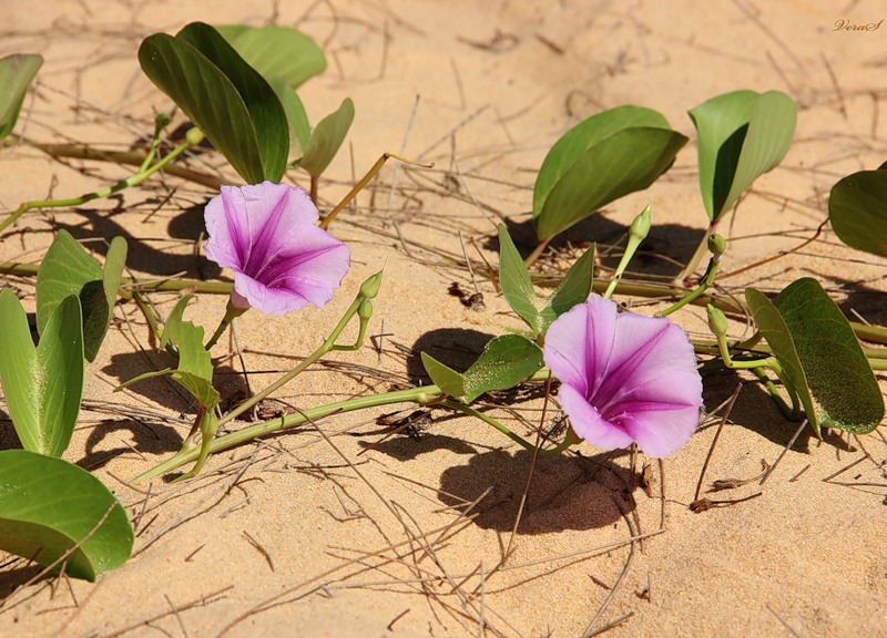 Image of Ipomoea pes-caprae specimen.