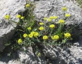 Alyssum trichostachyum