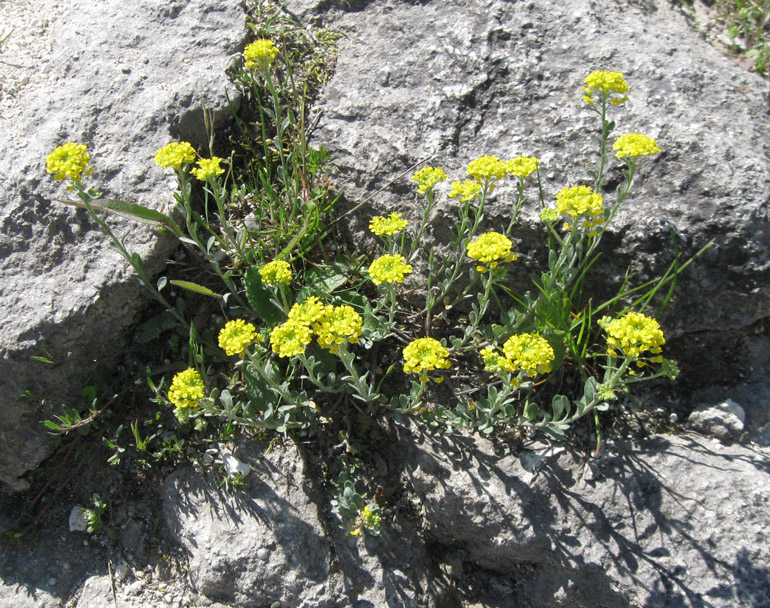 Изображение особи Alyssum trichostachyum.