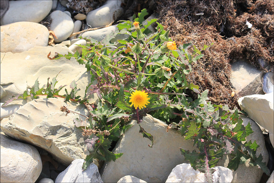 Изображение особи Sonchus oleraceus.