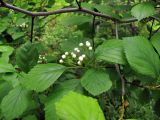 Crataegus macracantha. Часть ветви с распускающимся соцветием. Владивосток, Ботанический сад-институт ДВО РАН. 11 июня 2013 г.