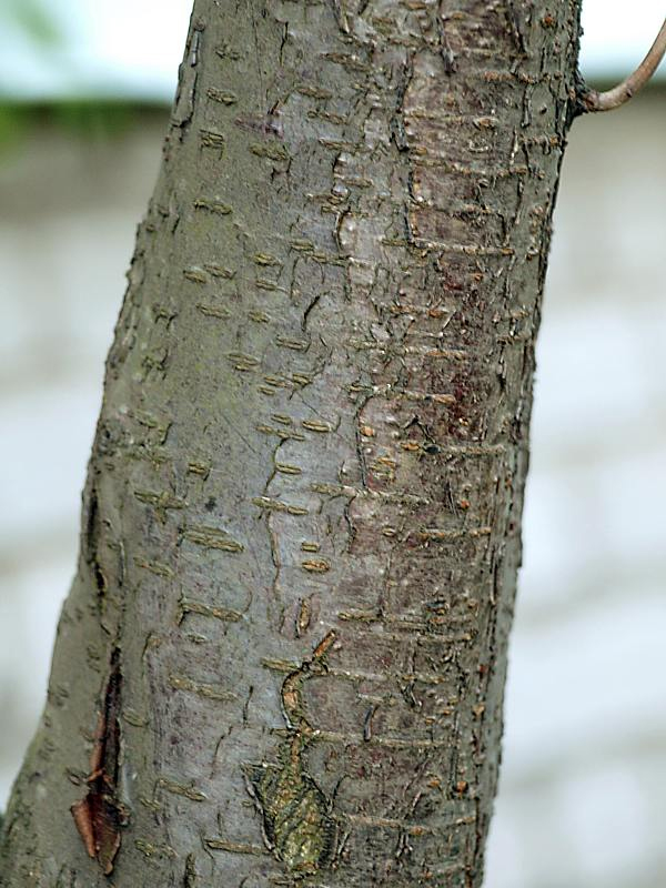 Image of Prunus cerasifera specimen.