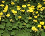 Doronicum pardalianches. Цветущие растения. Германия, г. Krefeld, Ботанический сад. 08.06.2013.