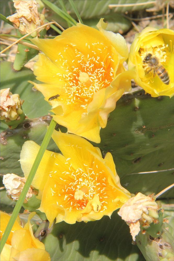 Image of Opuntia humifusa specimen.