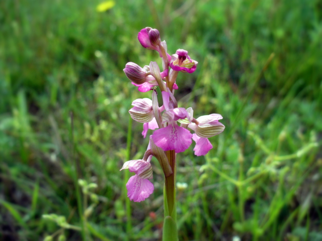 Image of Anacamptis morio ssp. caucasica specimen.