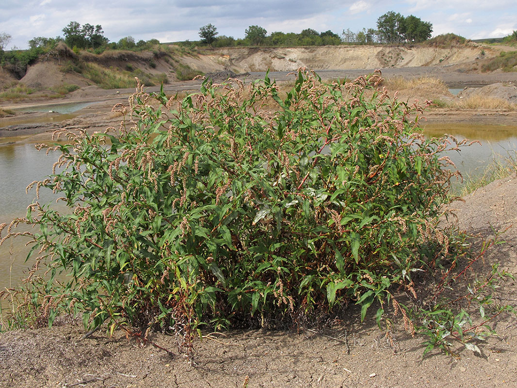 Image of Persicaria maculosa specimen.