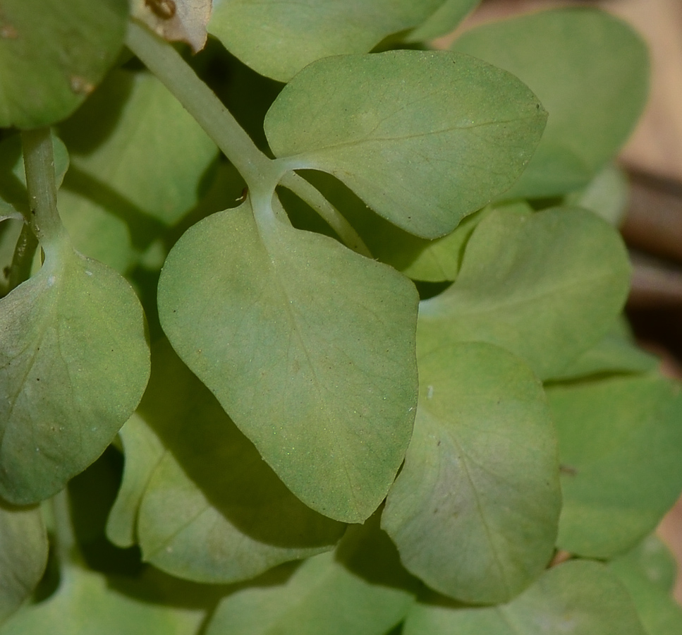 Изображение особи Euphorbia peplus.