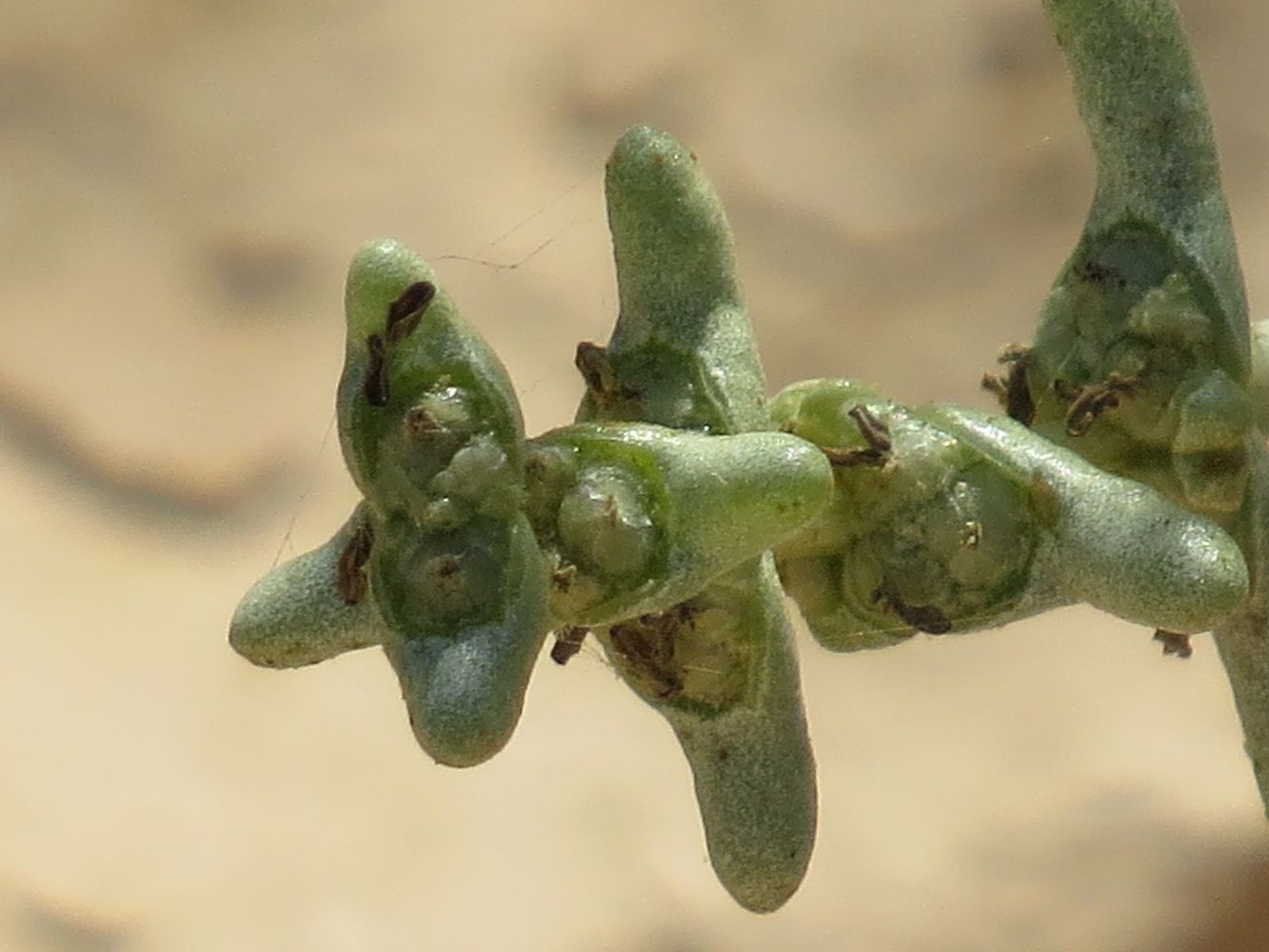 Image of Seidlitzia rosmarinus specimen.