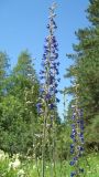 Delphinium retropilosum. Соцветия. Томская обл., окр. г. Томск, лесной луг. 14.07.2007.