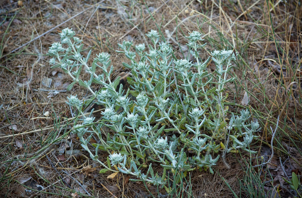 Изображение особи Teucrium capitatum.