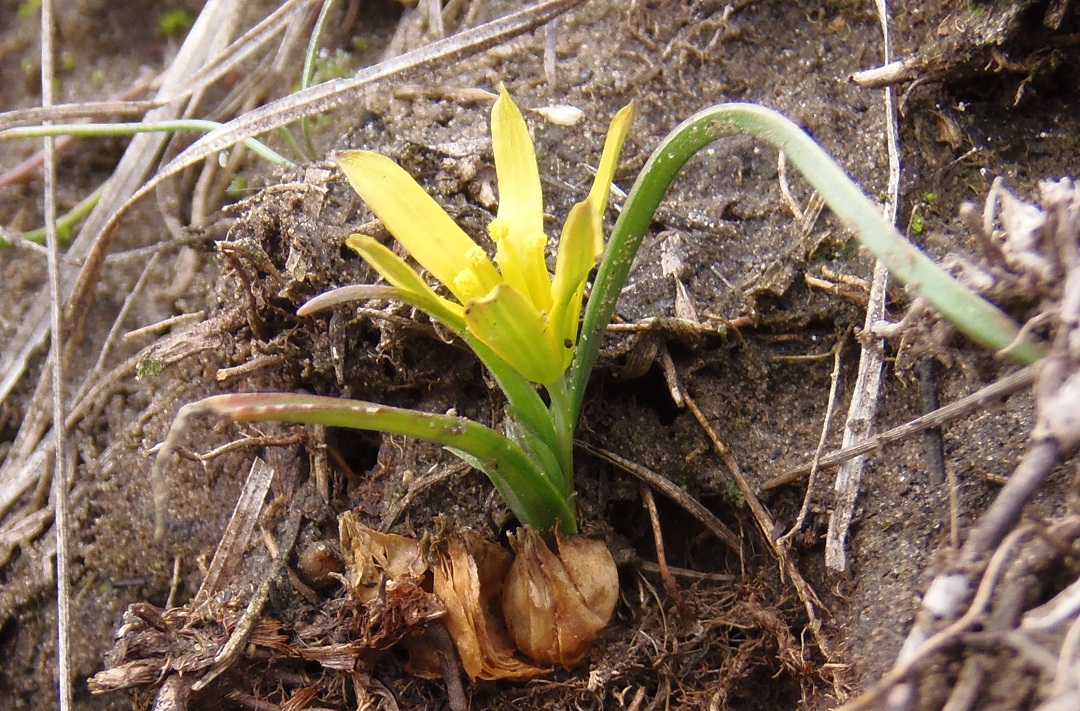 Image of genus Gagea specimen.