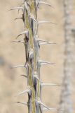 Fouquieria splendens. Средняя часть побега в период покоя. США, Калифорния, Joshua Tree National Park. 19.02.2014.