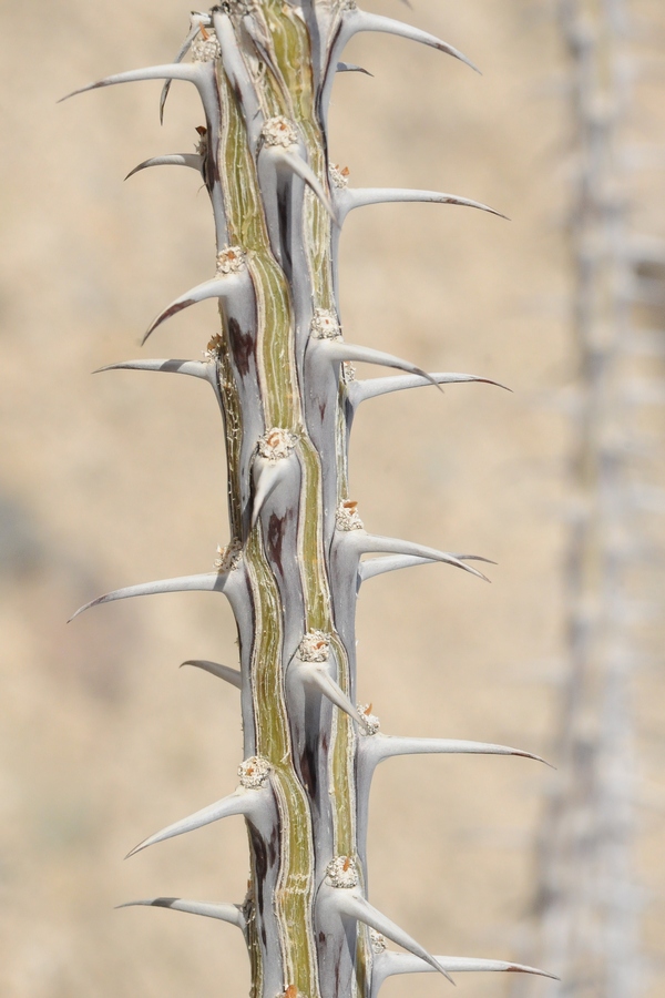 Image of Fouquieria splendens specimen.