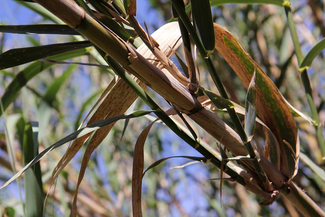 Image of Arundo donax specimen.