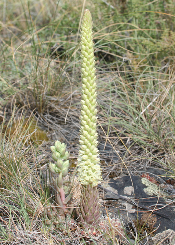 Image of Orostachys spinosa specimen.