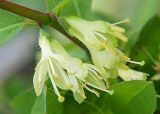 Lonicera caerulea. Соцветия. Санкт-Петербург, 20 мая 2009 г.