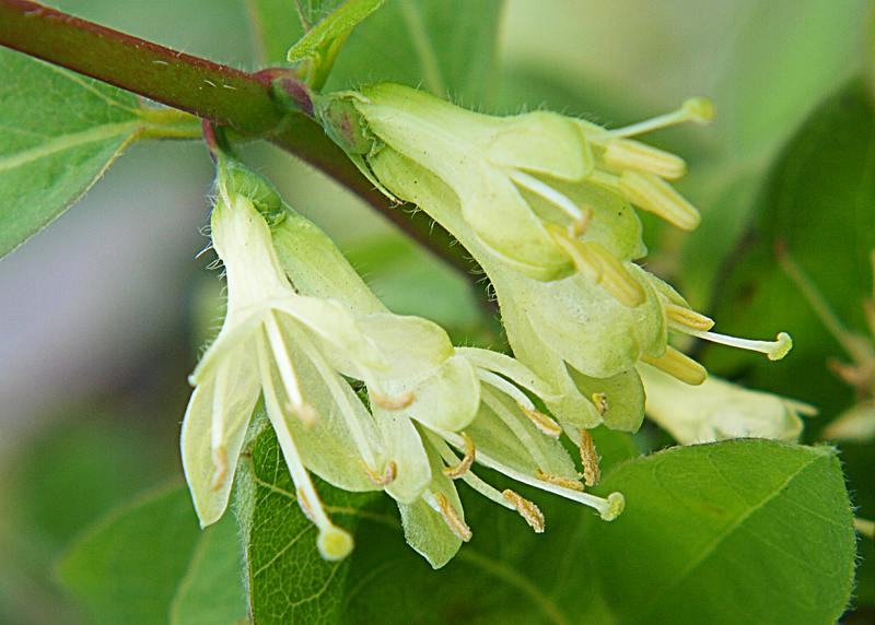 Image of Lonicera caerulea specimen.