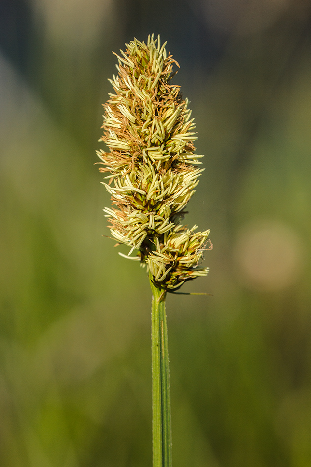 Изображение особи род Carex.