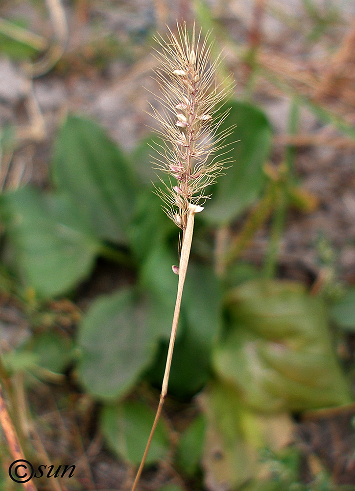 Изображение особи Setaria viridis.