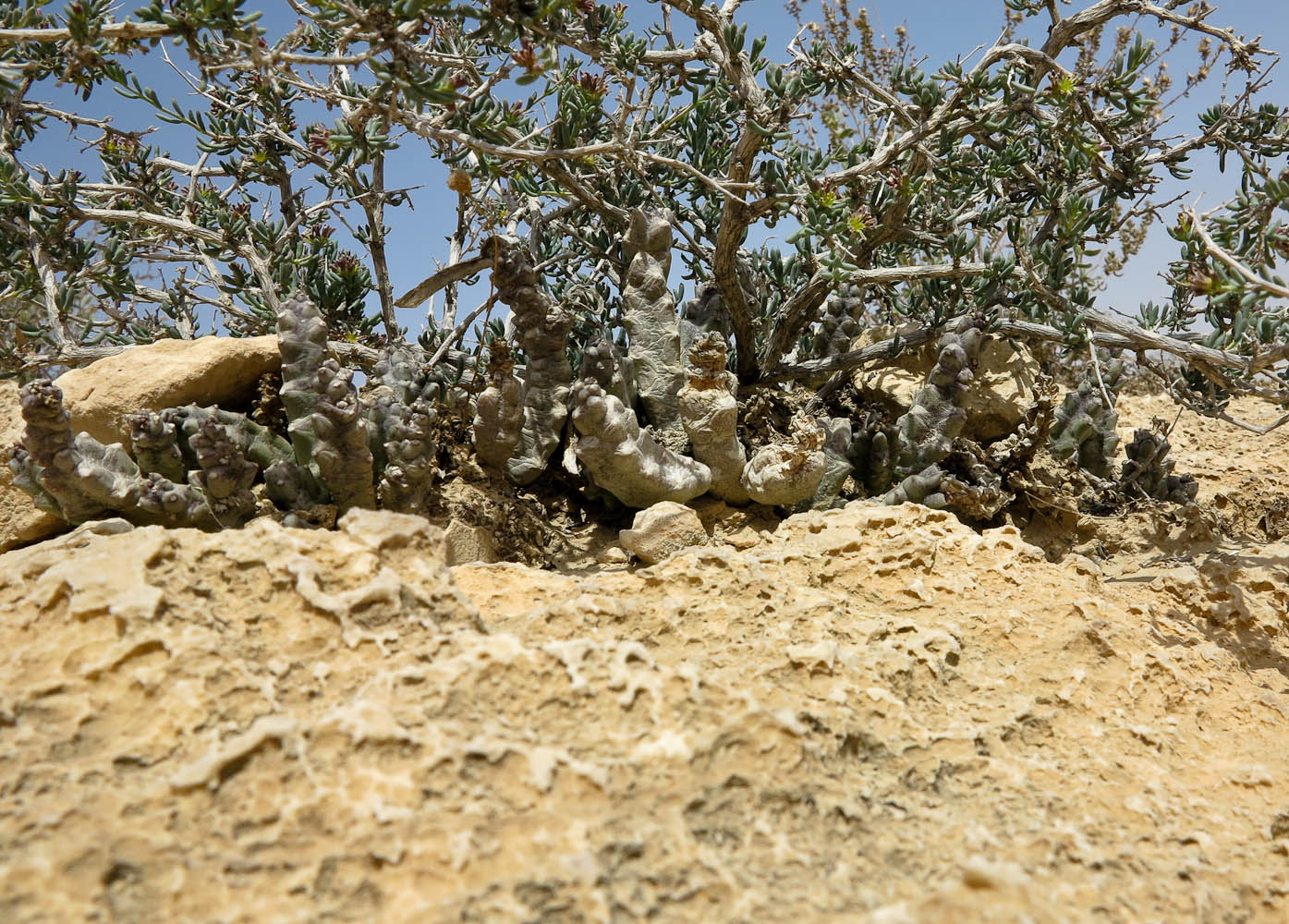 Image of Caralluma europaea specimen.