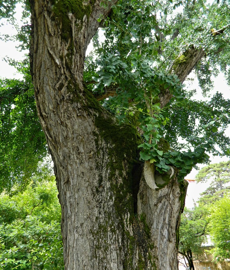 Изображение особи Ginkgo biloba.