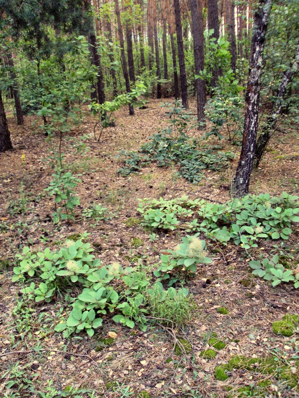 Image of Cotinus coggygria specimen.