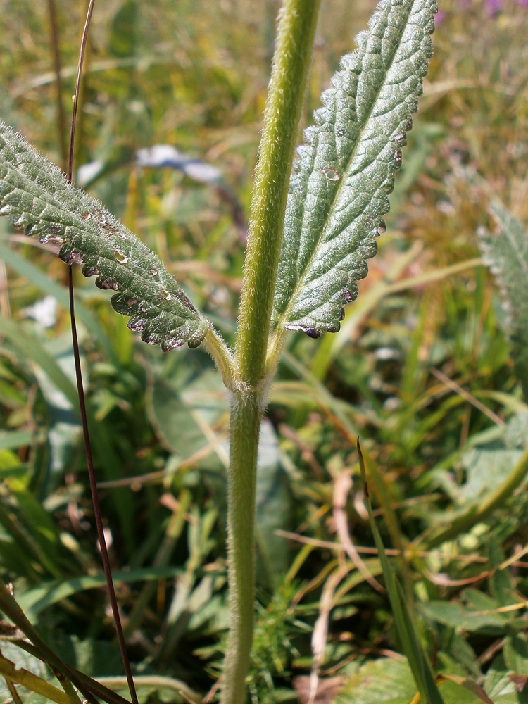 Image of Betonica officinalis specimen.