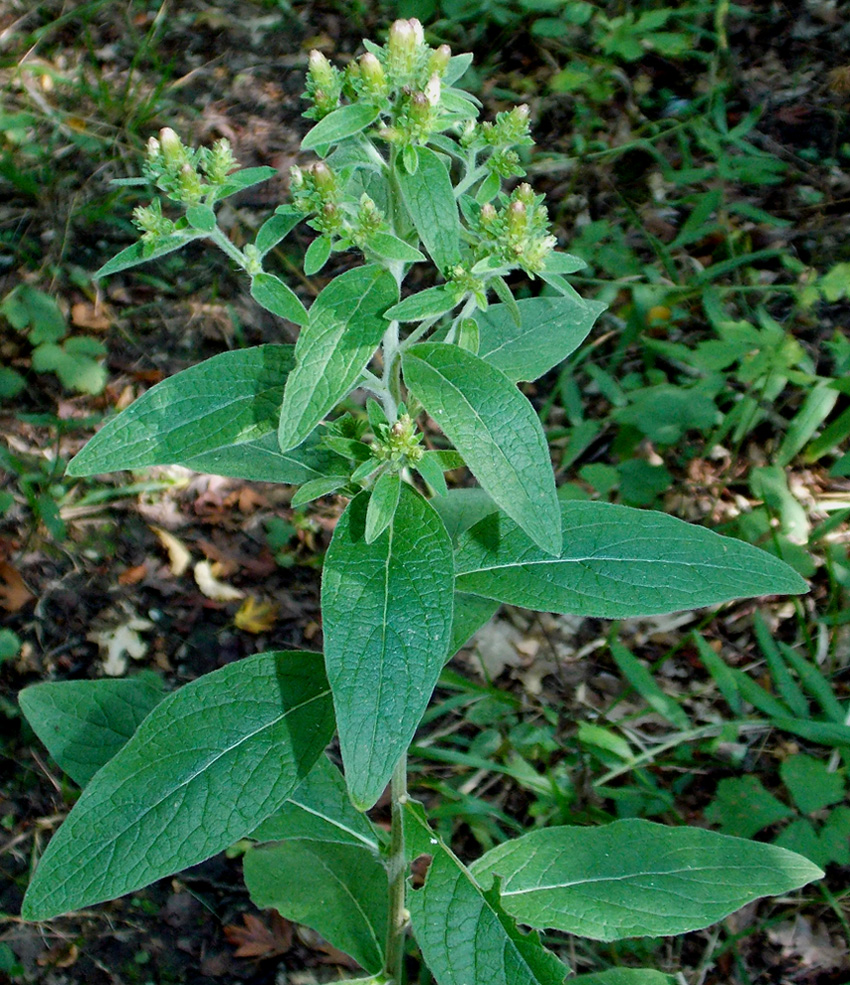 Image of Inula conyza specimen.