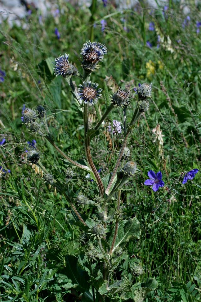 Image of Saussurea sordida specimen.