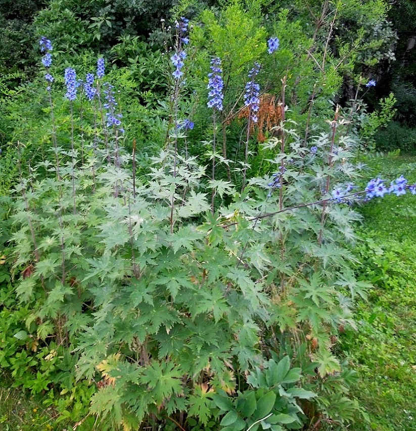 Image of genus Delphinium specimen.