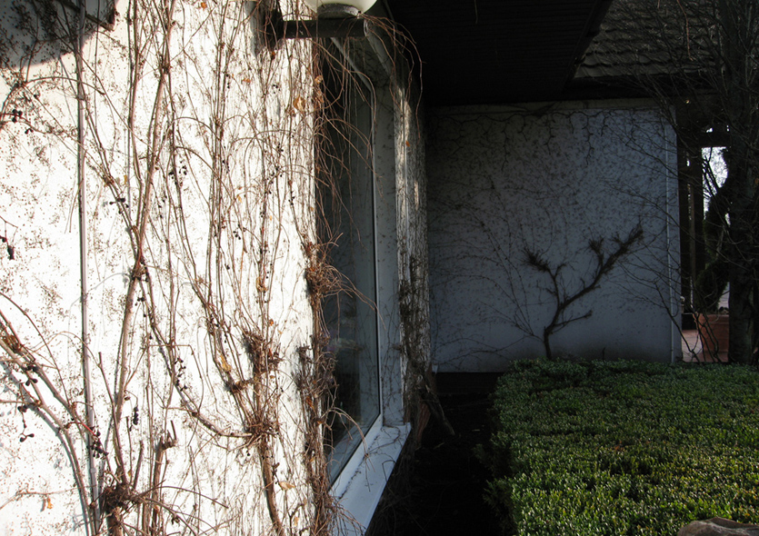 Image of Parthenocissus tricuspidata specimen.