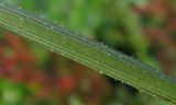 Смотреть изображение Daucus sativus