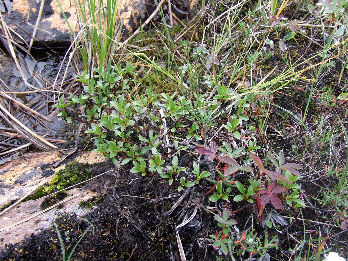 Image of Salix myrsinites specimen.