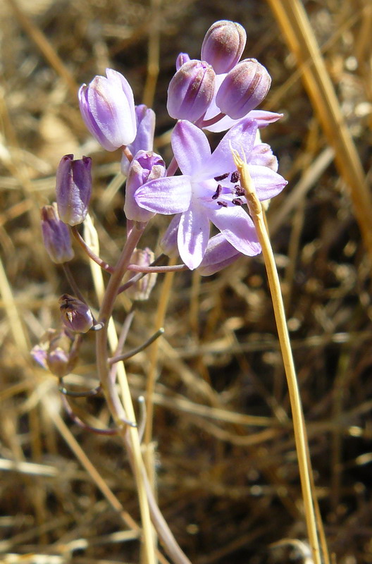 Image of Prospero autumnale specimen.