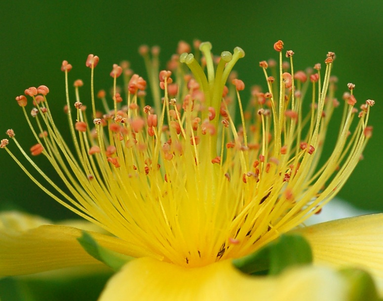 Изображение особи Hypericum ascyron.