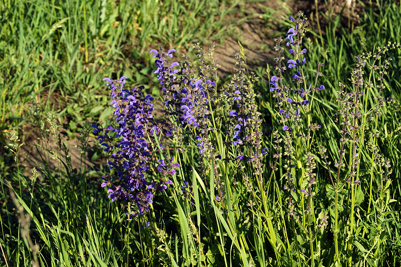 Изображение особи Salvia pratensis.