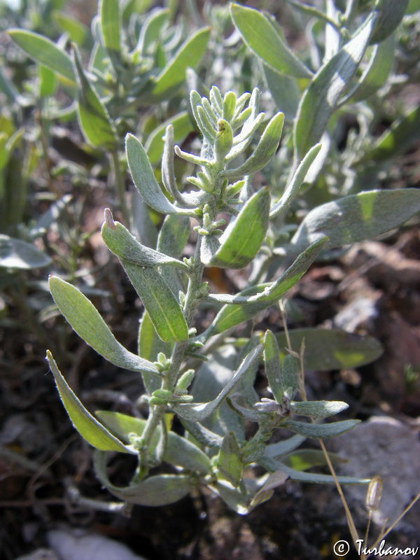 Image of Galatella villosa specimen.