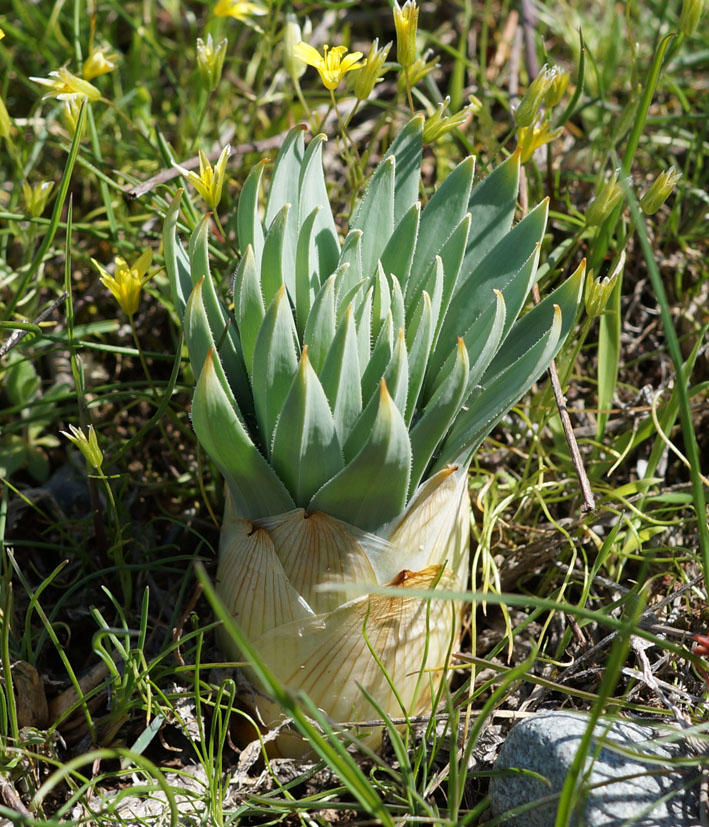 Image of Eremurus cristatus specimen.