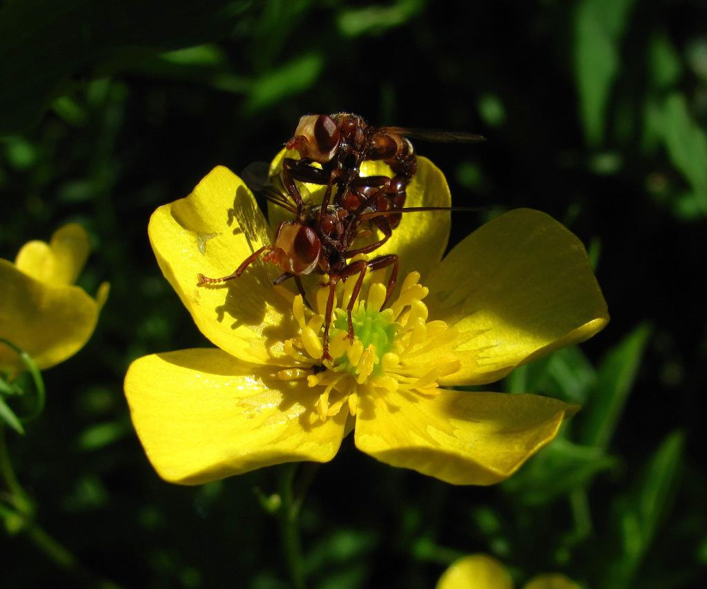 Изображение особи Ranunculus acris.