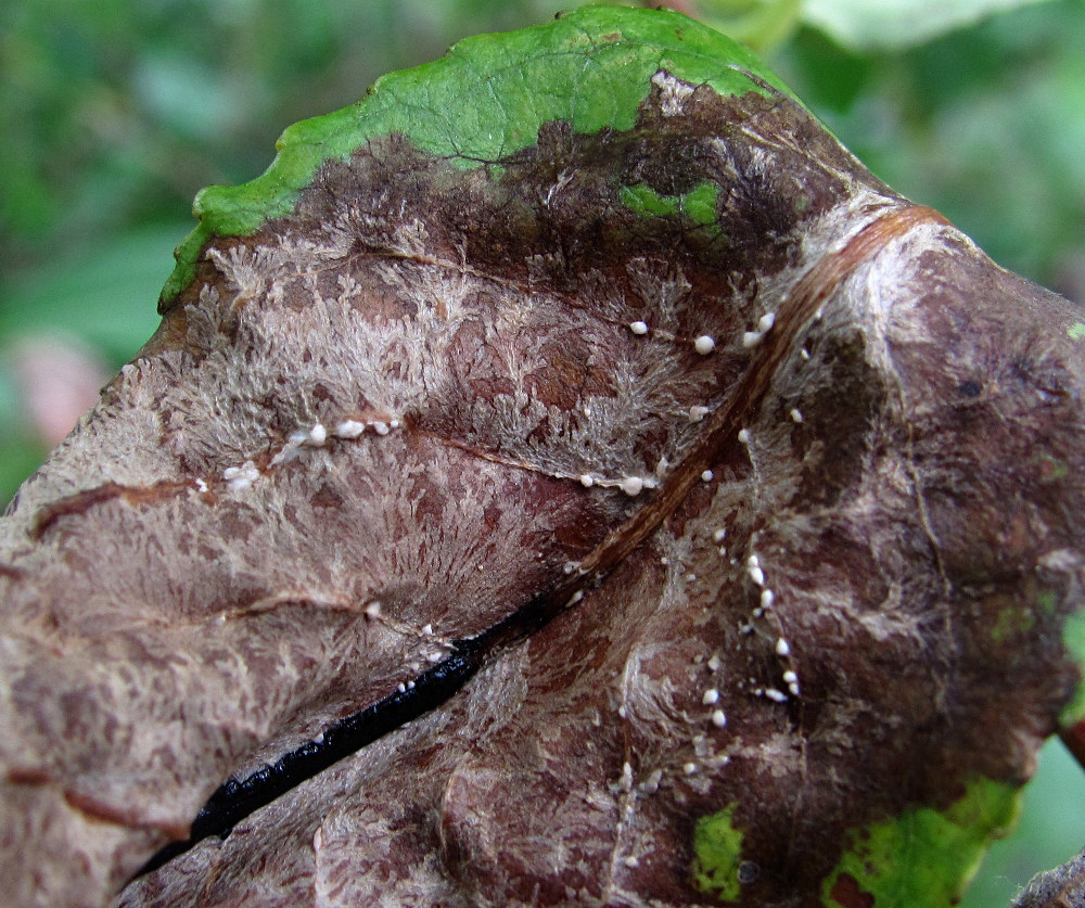 Image of Salix pentandra specimen.