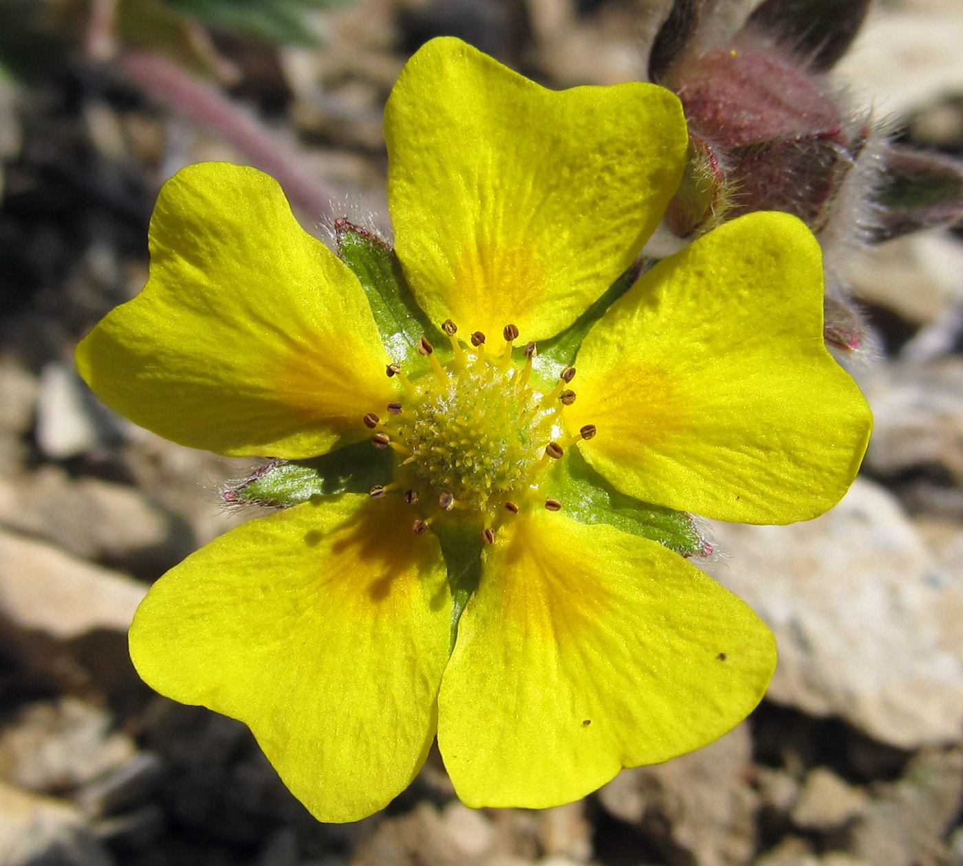 Изображение особи Potentilla villosa.